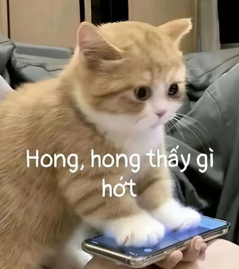 Ảnh meme mèo bựa