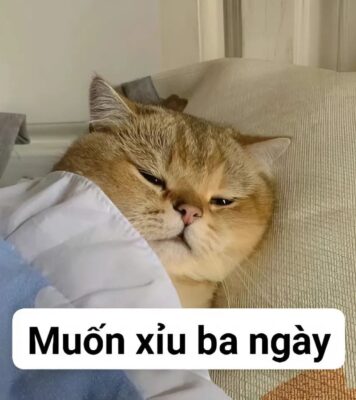 Meme mèo bựa