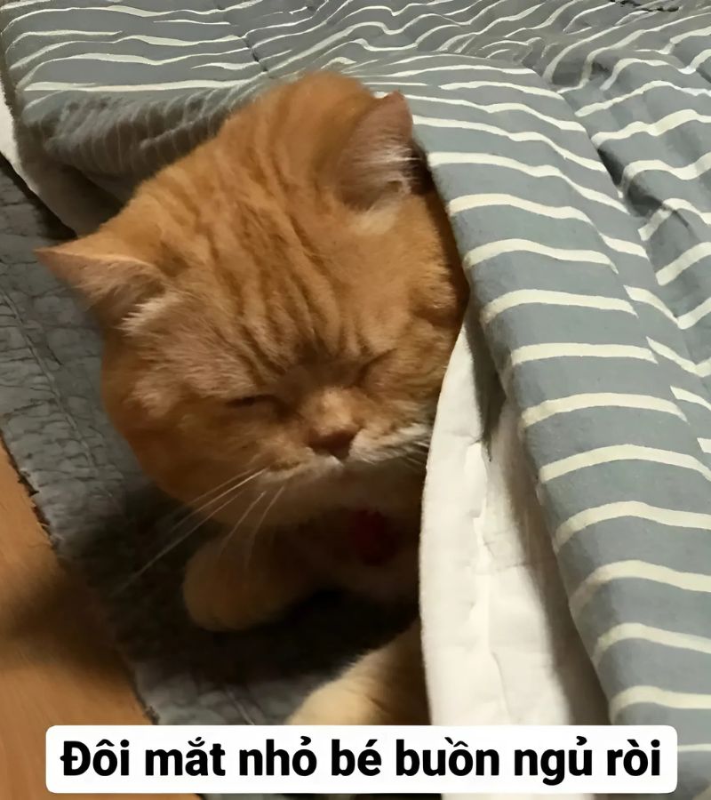 Ảnh meme mèo bựa vui nhộn