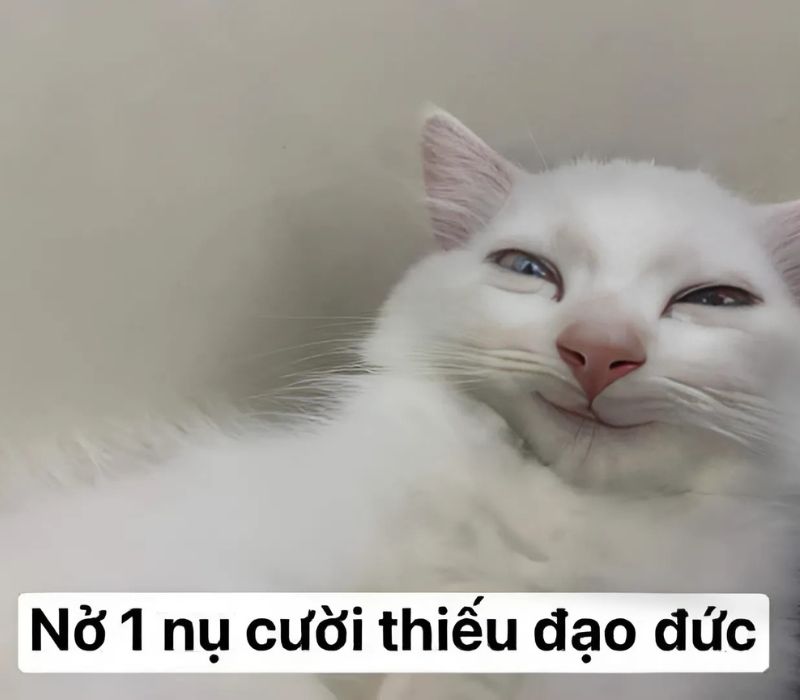 Hình meme mèo cười