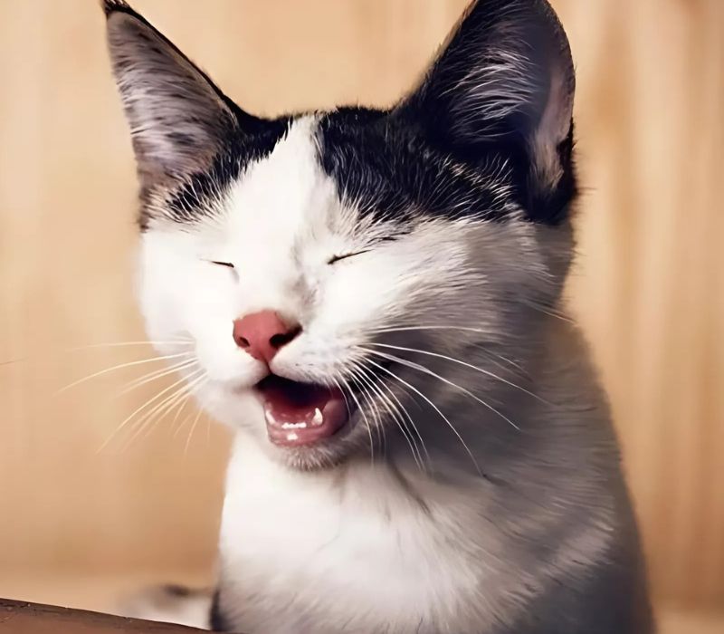 Ảnh meme mèo cười hài hước