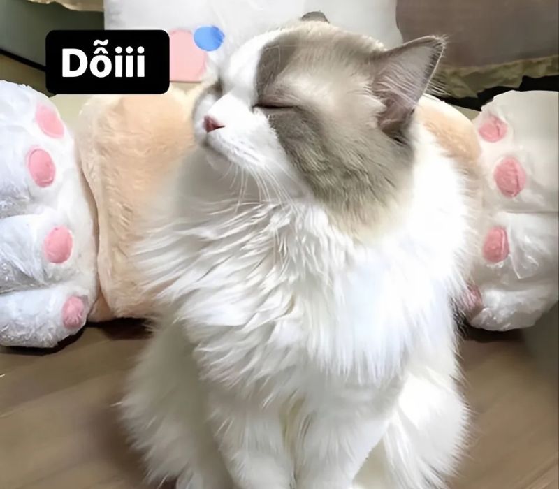 Ảnh meme mèo cười