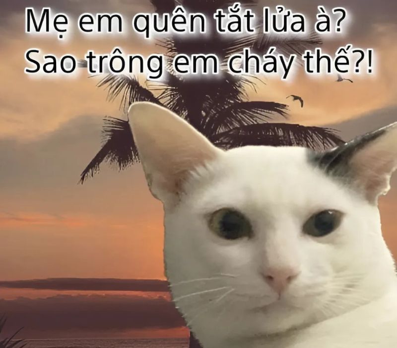 Hình meme mèo cười