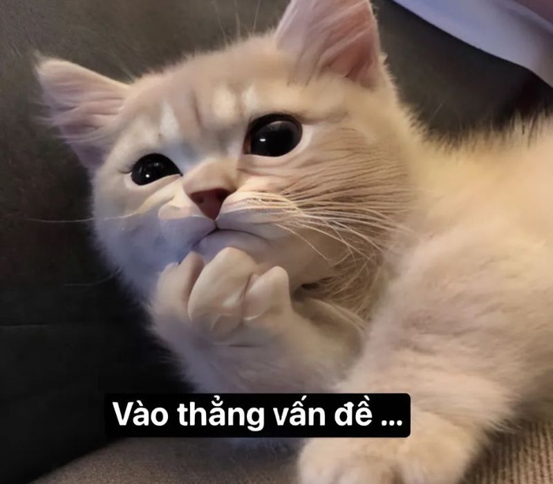Ảnh meme mèo cười