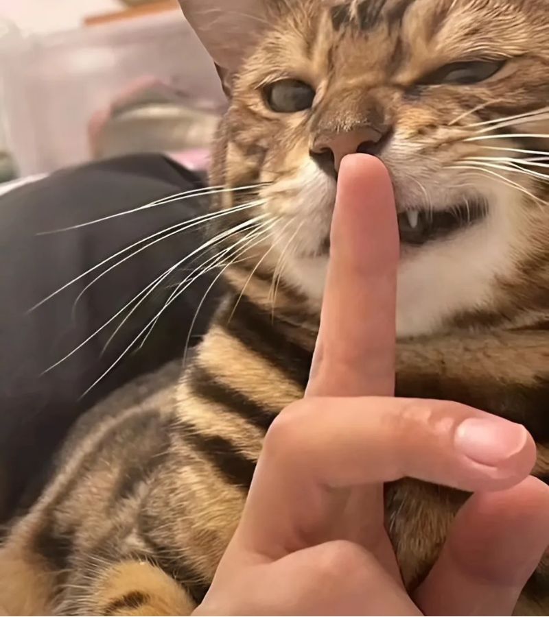 Ảnh meme mèo cười hài hước