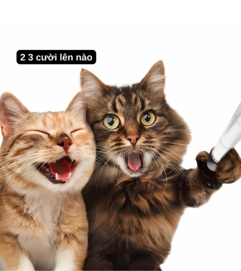 Ảnh meme mèo cười chỉ tay
