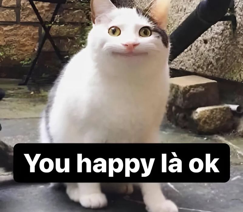 Ảnh meme mèo cười đểu