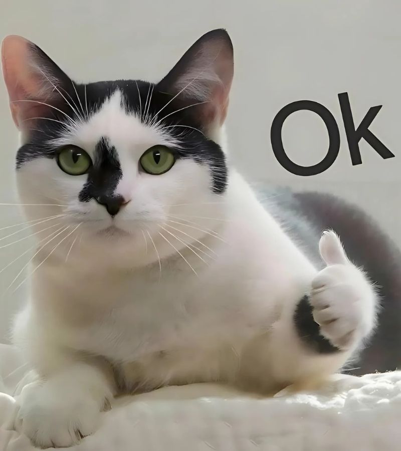 Ảnh meme mèo cười