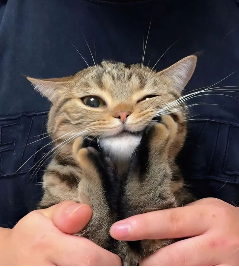 Ảnh meme mèo cười