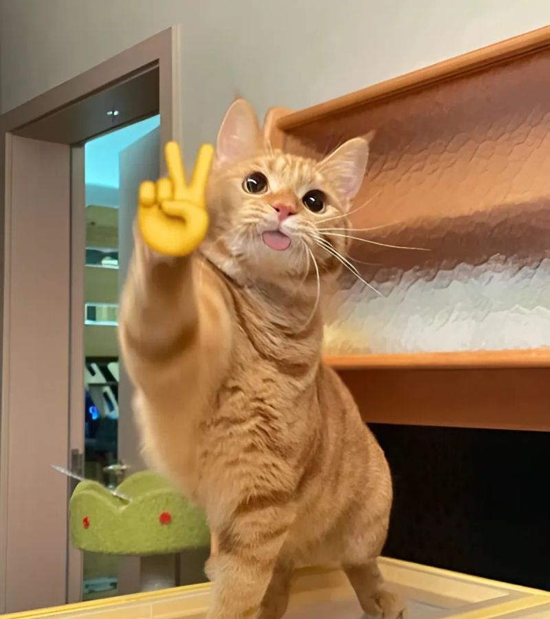 Ảnh meme mèo cười