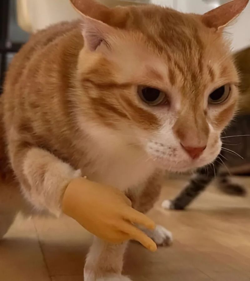 Ảnh meme mèo cười hài hước