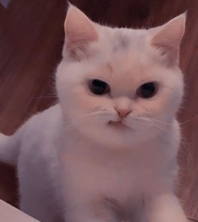 Ảnh meme mèo cười nhếch mép