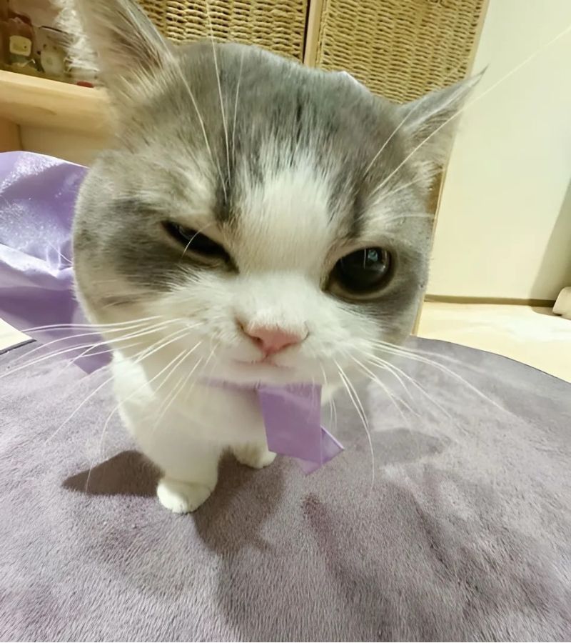 Ảnh meme mèo cười