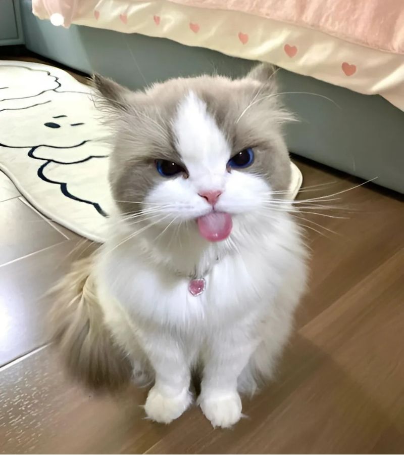 Hình meme mèo cười