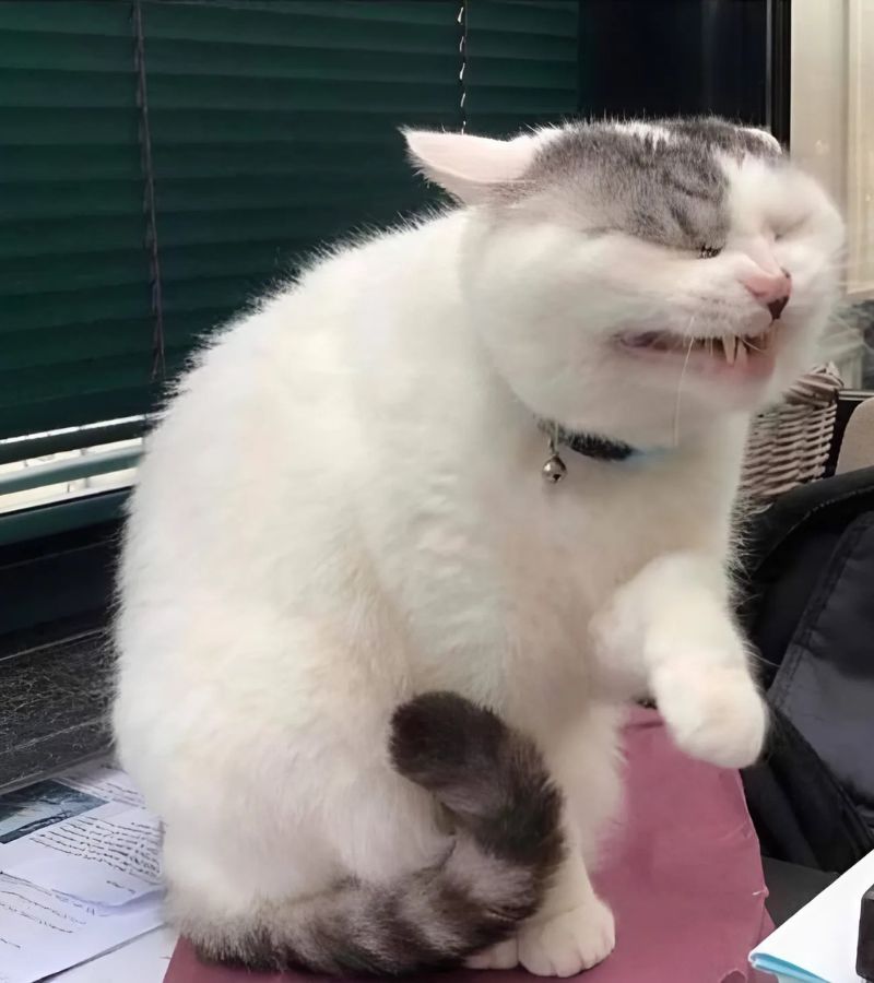 Ảnh meme mèo cười