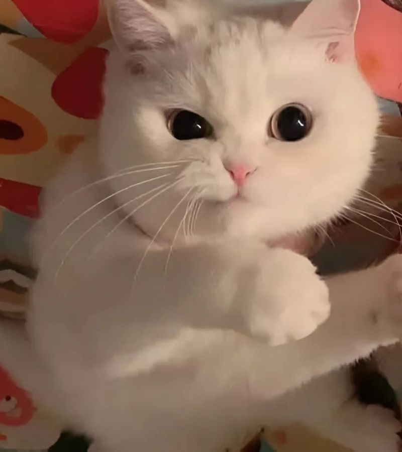 Ảnh meme mèo cười hài hước