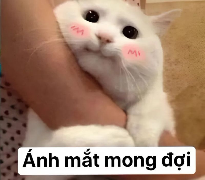 Ảnh meme mèo cười cute