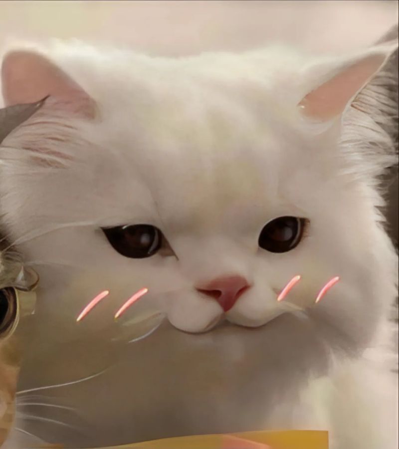Ảnh meme mèo cười
