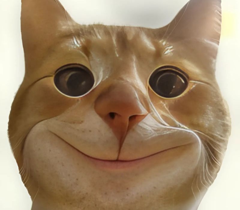Hình meme mèo cười đểu