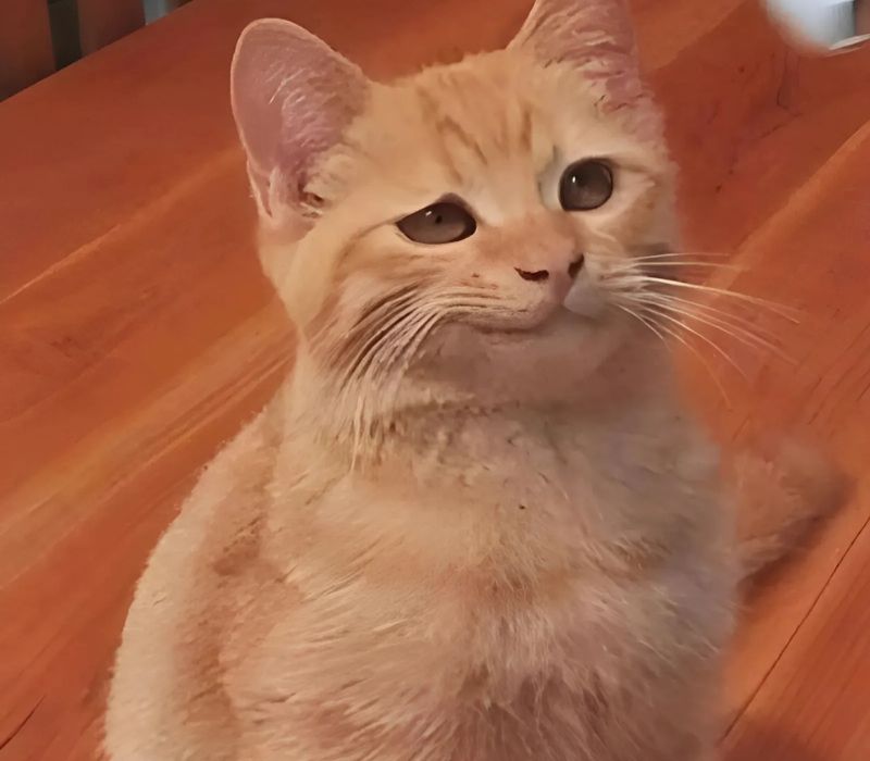 Ảnh meme mèo cười