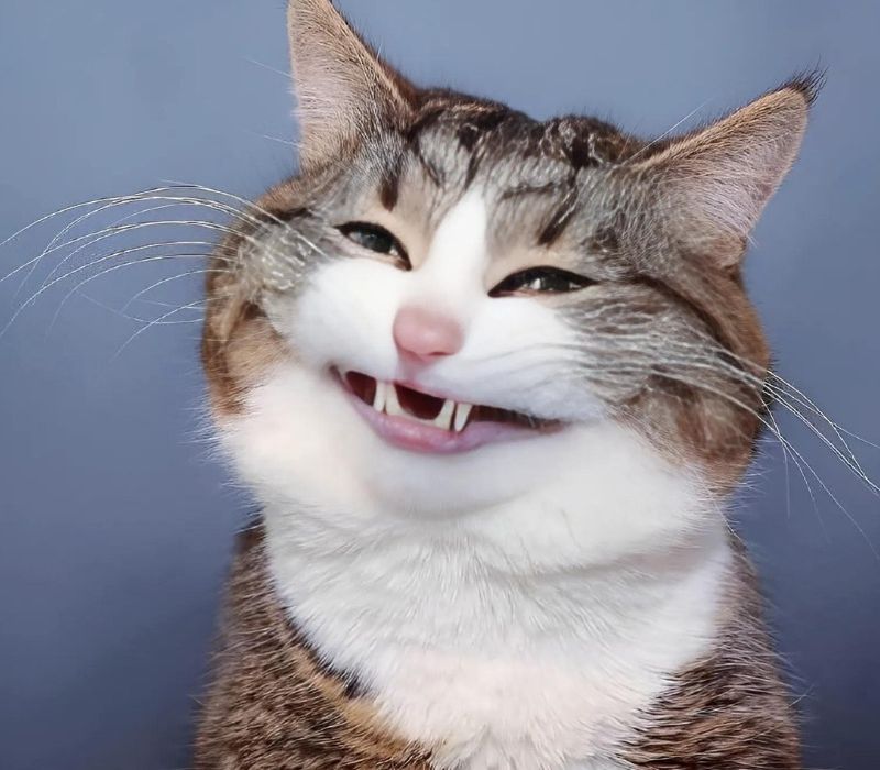 Hình meme mèo cười