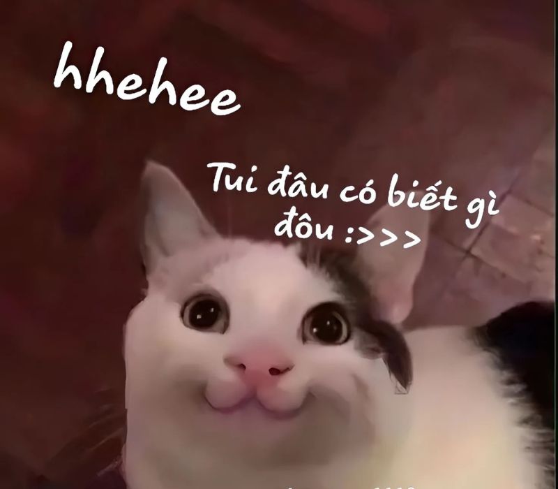Ảnh meme mèo cười hài hước