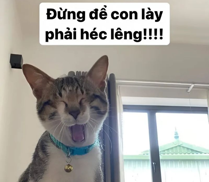 Hình meme mèo cười