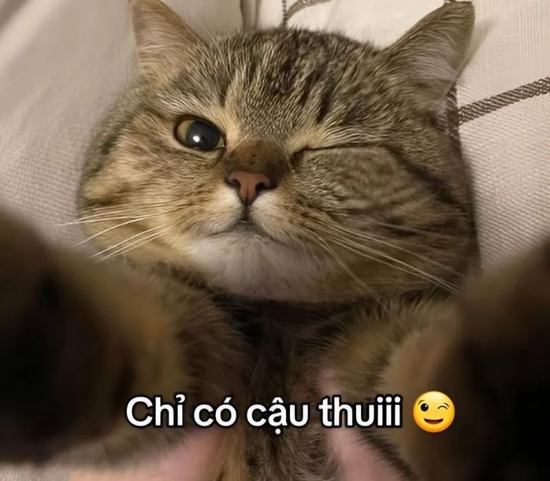 Ảnh meme mèo cười
