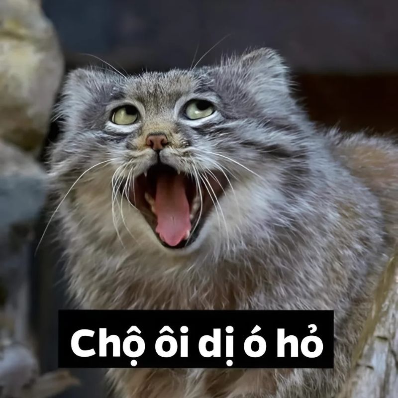 Meme mèo cười
