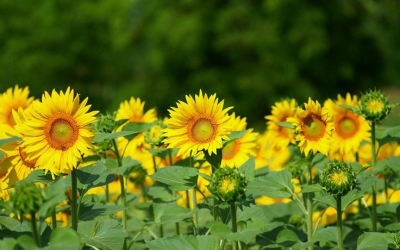 Tải hình ảnh hoa hướng dương