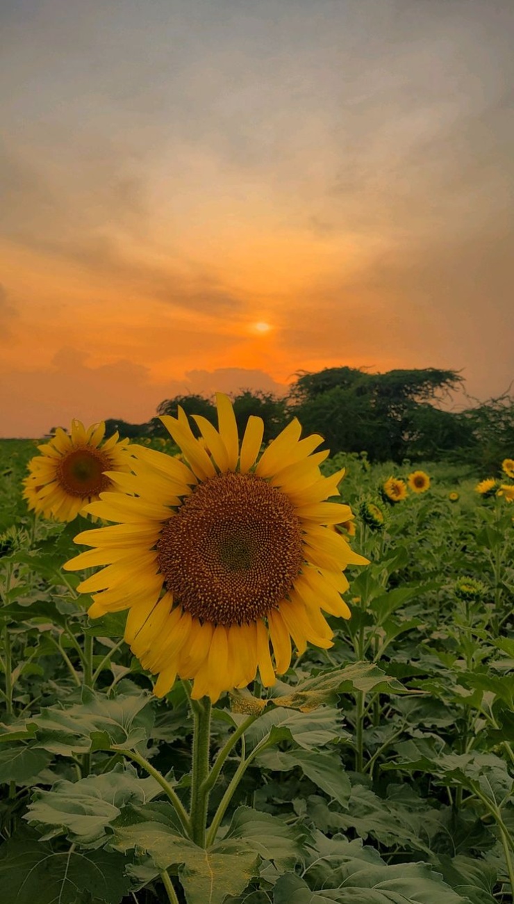 Hình ảnh hoa hướng dương đẹp