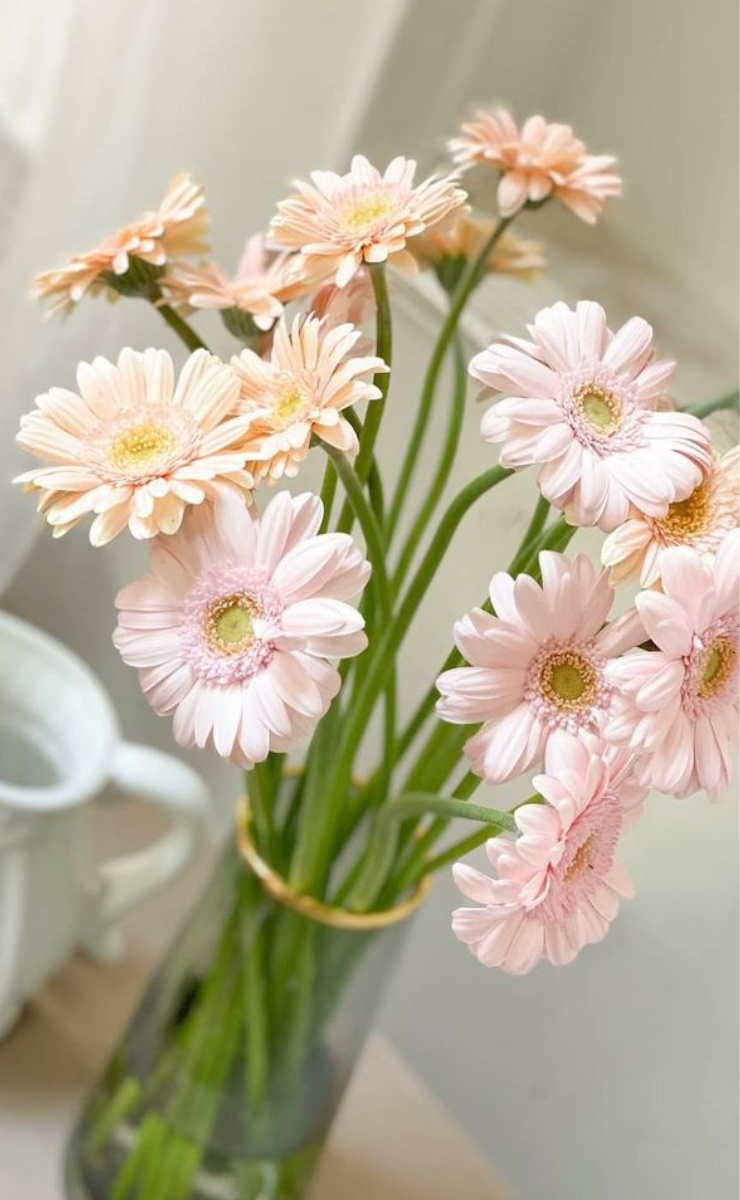 Lọ hoa đồng tiền màu hồng nhạt