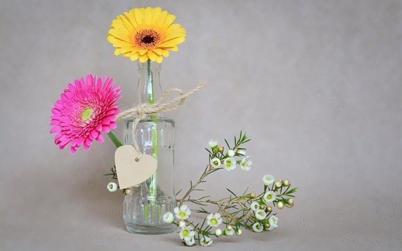 Tải hình hoa đồng tiền cho máy tính