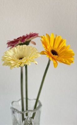 hình nền hoa đồng tiền