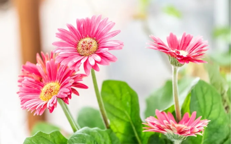 Tải hình hoa đồng tiền khoe sắc cho máy tính