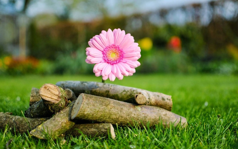 ý nghĩa của hoa đồng tiền