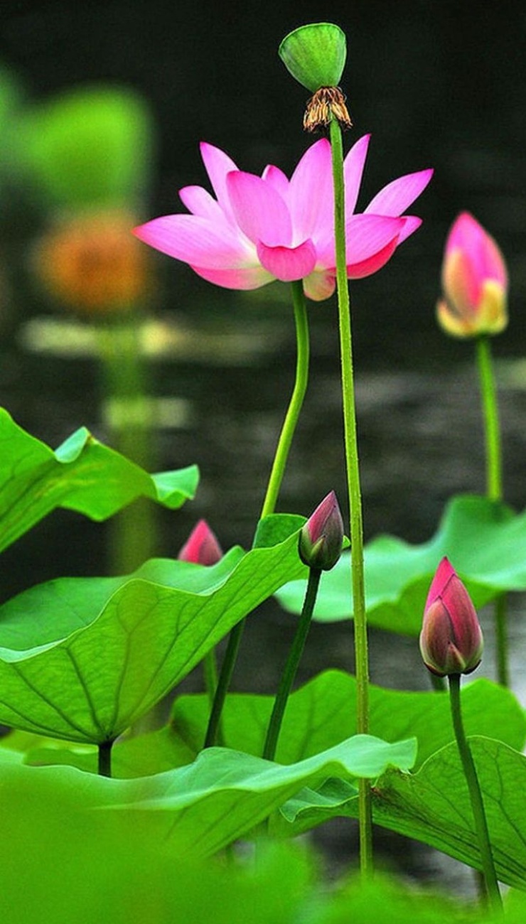 Hình nền bông sen