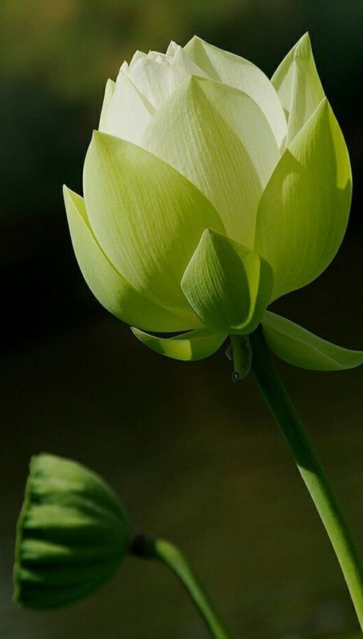 Hình ảnh hoa sen trắng tuyệt đẹp