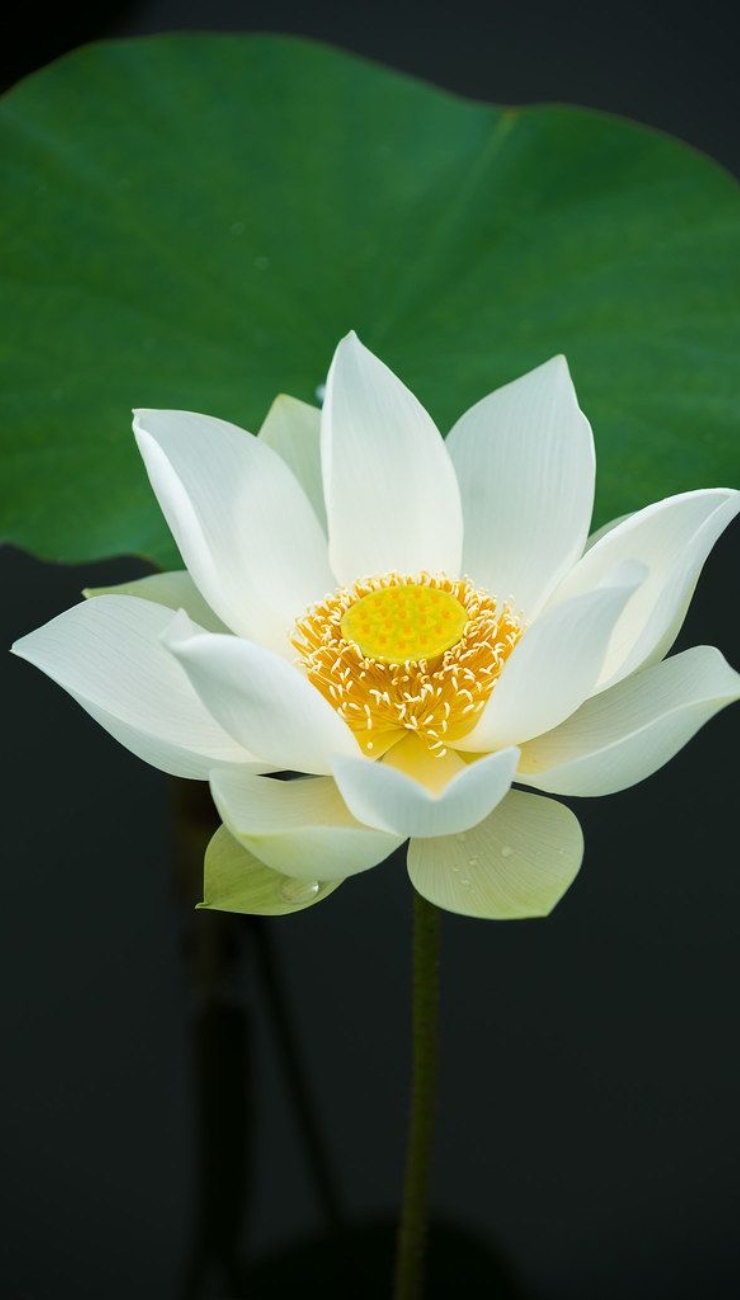 Hình nền bông sen tuyệt đẹp