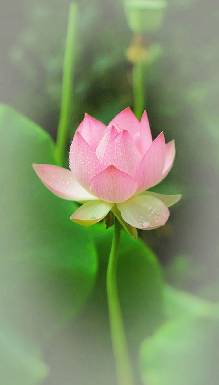 Ảnh hoa sen xinh đẹp trong đầm