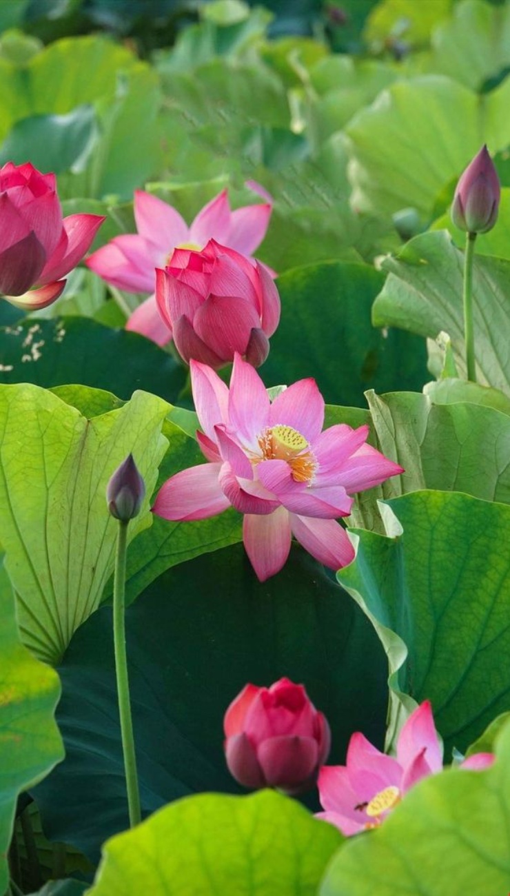 Tải ảnh hoa sen đẹp về điện thoại