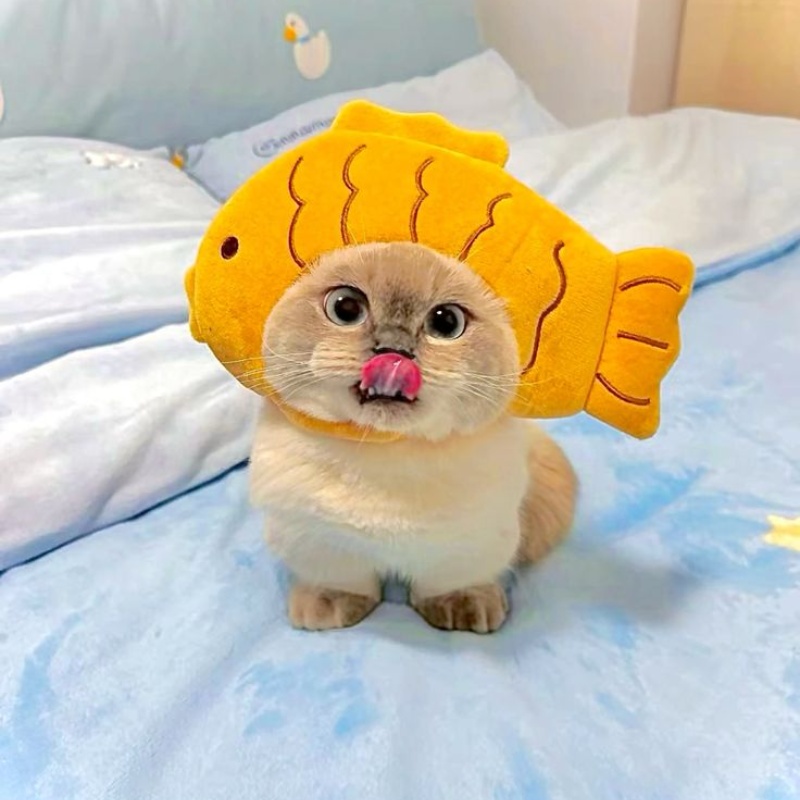 Hình nền mèo ngầu
