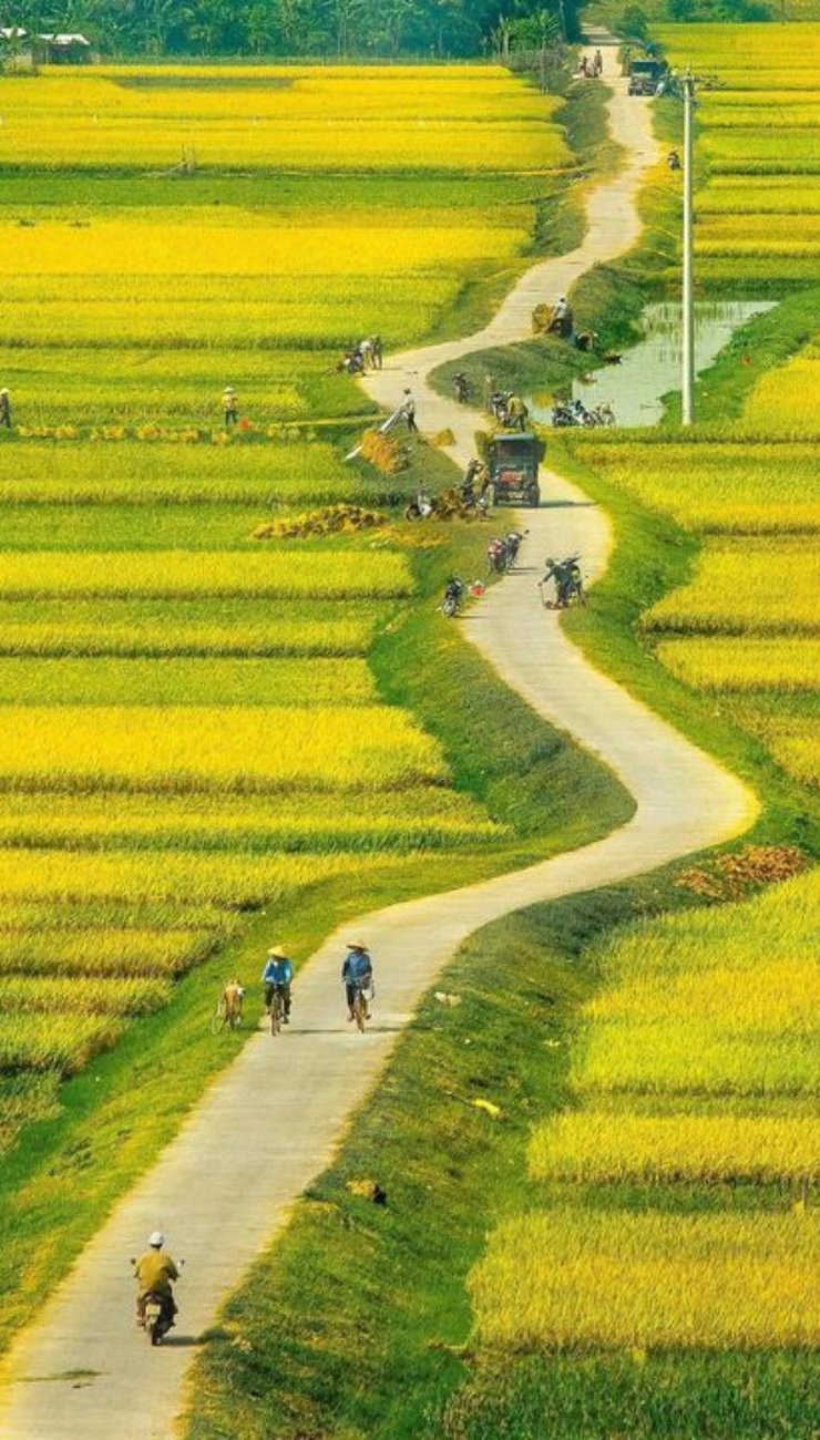 Hình nền phong cảnh làng quê