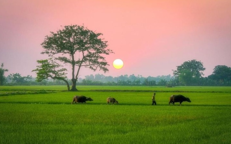 Khung cảnh làng quê làm ảnh nền