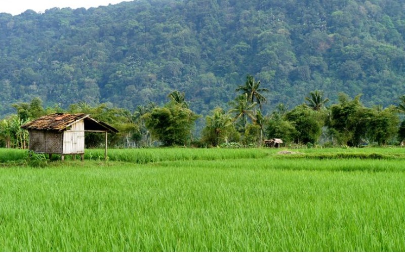 Hình nền phong cảnh cho điện thoại