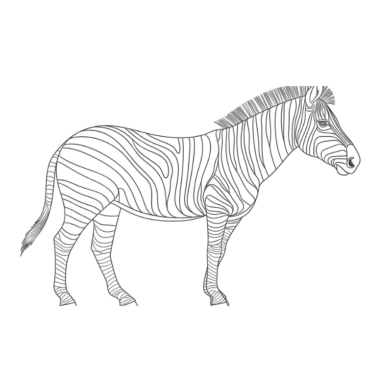 Tô màu con ngựa vằn
