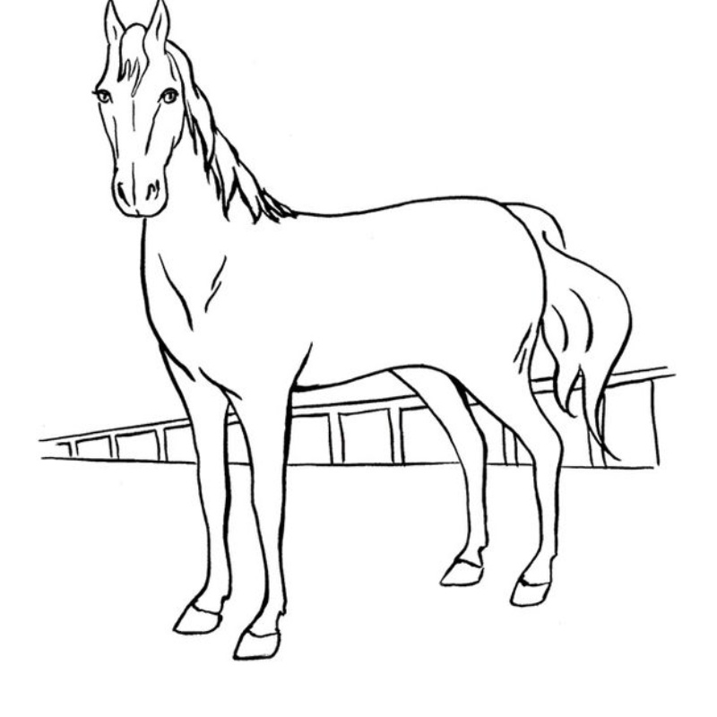 Tranh tô màu con ngựa 