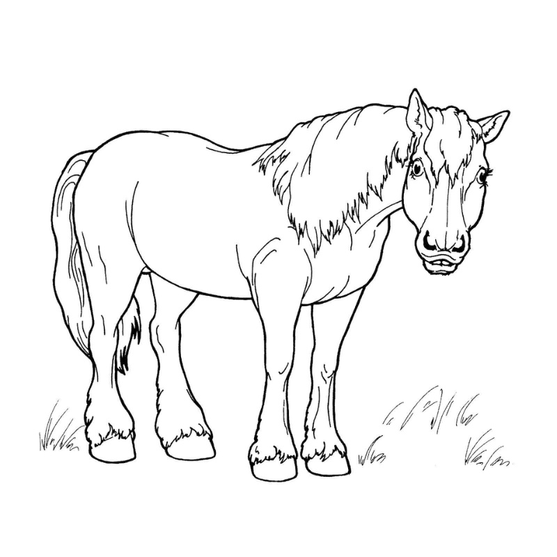 Con ngựa tô màu