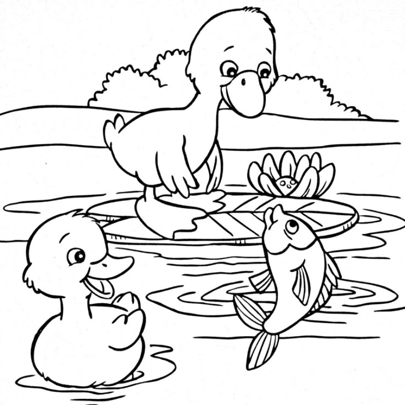 Tranh tô màu con vịt bơi trong hồ